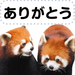 [LINEスタンプ] レッサーパンダの可愛いメッセージスタンプの画像（メイン）