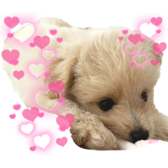[LINEスタンプ] ろみおろみおろみろみ