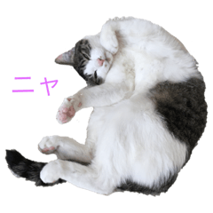 [LINEスタンプ] サクラちゃん①