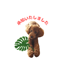 [LINEスタンプ] トイプードルのコット