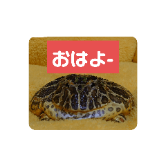 [LINEスタンプ] ベルツノガエルのべるさん(基本の挨拶)