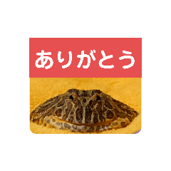 [LINEスタンプ] ベルツノガエルのべるさん ありがとう