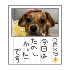 [LINEスタンプ] dogs nikochan