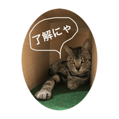 [LINEスタンプ] にゃんこスタンプ1(基本セット)