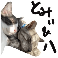 [LINEスタンプ] とみぃ＆八 3