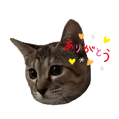 [LINEスタンプ] 保護猫くうちゃん その1