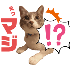[LINEスタンプ] くっくぐり