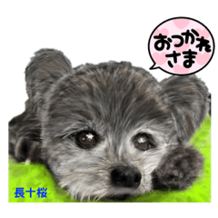[LINEスタンプ] プー＆プーミックスの仲間達