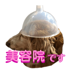 [LINEスタンプ] 犬いぬイヌ ダックス スタンプ