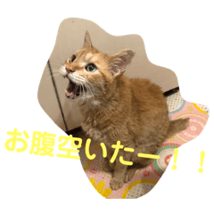 [LINEスタンプ] わんにゃん ①
