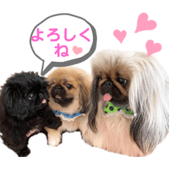 [LINEスタンプ] ペキニーズ❤︎