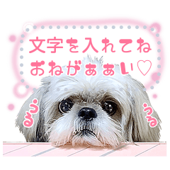 [LINEスタンプ] シーズー犬てんぽ メッセージスタンプの画像（メイン）