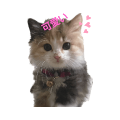 [LINEスタンプ] 愛猫マカちゃん