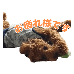 [LINEスタンプ] トイプードルのコットちゃん