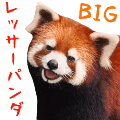 [LINEスタンプ] レッサーパンダの日常的なBIGスタンプ