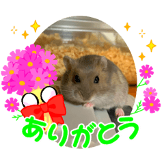 [LINEスタンプ] 床の間ハムスターぴの子3〜感謝編〜