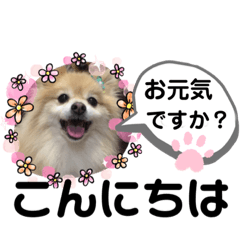 [LINEスタンプ] ポメぽめたんの日常会話