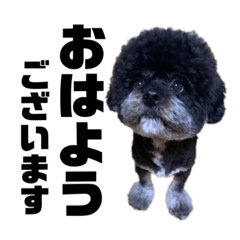 [LINEスタンプ] 黒わんこバビくん！！