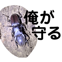 [LINEスタンプ] クワガタ 実写版 ①