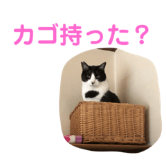 [LINEスタンプ] わんにゃん②.