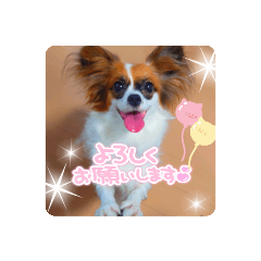 [LINEスタンプ] パピヨンすたんぷ♡