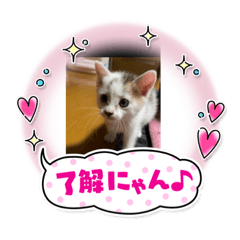 [LINEスタンプ] ごまこの日常