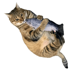 [LINEスタンプ] ディディ猫
