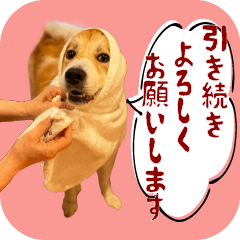[LINEスタンプ] 雑種犬くくるの一日/ミックス犬・保護犬の画像（メイン）