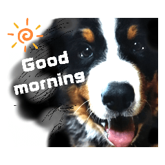 [LINEスタンプ] 【英語版】バーニーズの可愛い子犬時代