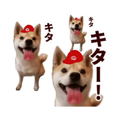 [LINEスタンプ] 広島応援！野球大好き柴犬スタンプ！