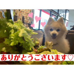 [LINEスタンプ] ポメラニアンくっきー