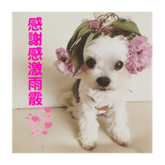 [LINEスタンプ] ぽぽちタイム2