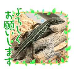 [LINEスタンプ] カナヘビと一緒
