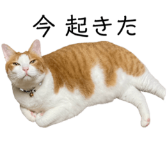 [LINEスタンプ] 猫が代弁してくれる