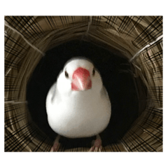 [LINEスタンプ] もふもふ白文鳥