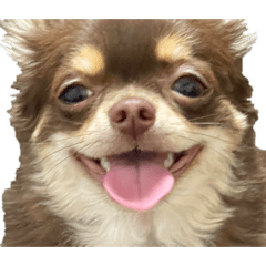 [LINEスタンプ] 我が家の犬「うに」2