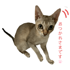 [LINEスタンプ] うちのMARU。
