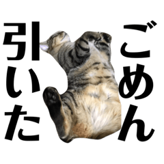 [LINEスタンプ] (猫)ここちゃん すたんぷ第二弾？！