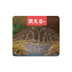[LINEスタンプ] ベルツノガエルのべるさん ドライ