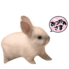 [LINEスタンプ] うさぎのみるくちゃん♡