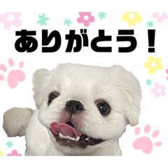 [LINEスタンプ] ペキニーズのたくぞうさん