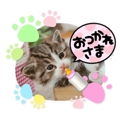 [LINEスタンプ] ベビーキャット