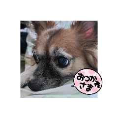 [LINEスタンプ] いつものらいらい