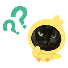 [LINEスタンプ] 8ねこちゃんずのかぶりもの