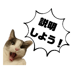 [LINEスタンプ] ネコのニコの使えるかもしれないスタンプ