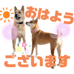 [LINEスタンプ] ずぅーきぃーときなちゃん