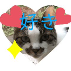 [LINEスタンプ] 送るごとにカワイイ猫たちのスタンプ