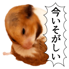 [LINEスタンプ] だいすきハムスター