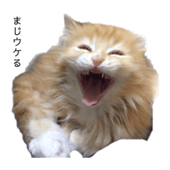 [LINEスタンプ] 猫が代弁してくれる2