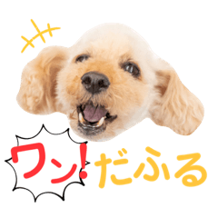 [LINEスタンプ] わんぱくトイプーの日常2